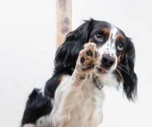 夢占いで犬を飼う夢 吉凶の分かれ道は 色 大きさ 数で意味を解説 シャンティーの開運鑑定