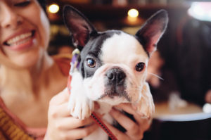 夢占いで犬を飼う夢 吉凶の分かれ道は 色 大きさ 数で意味を解説 シャンティーの開運鑑定