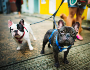 夢占いで犬を飼う夢 吉凶の分かれ道は 色 大きさ 数で意味を解説 シャンティーの開運鑑定